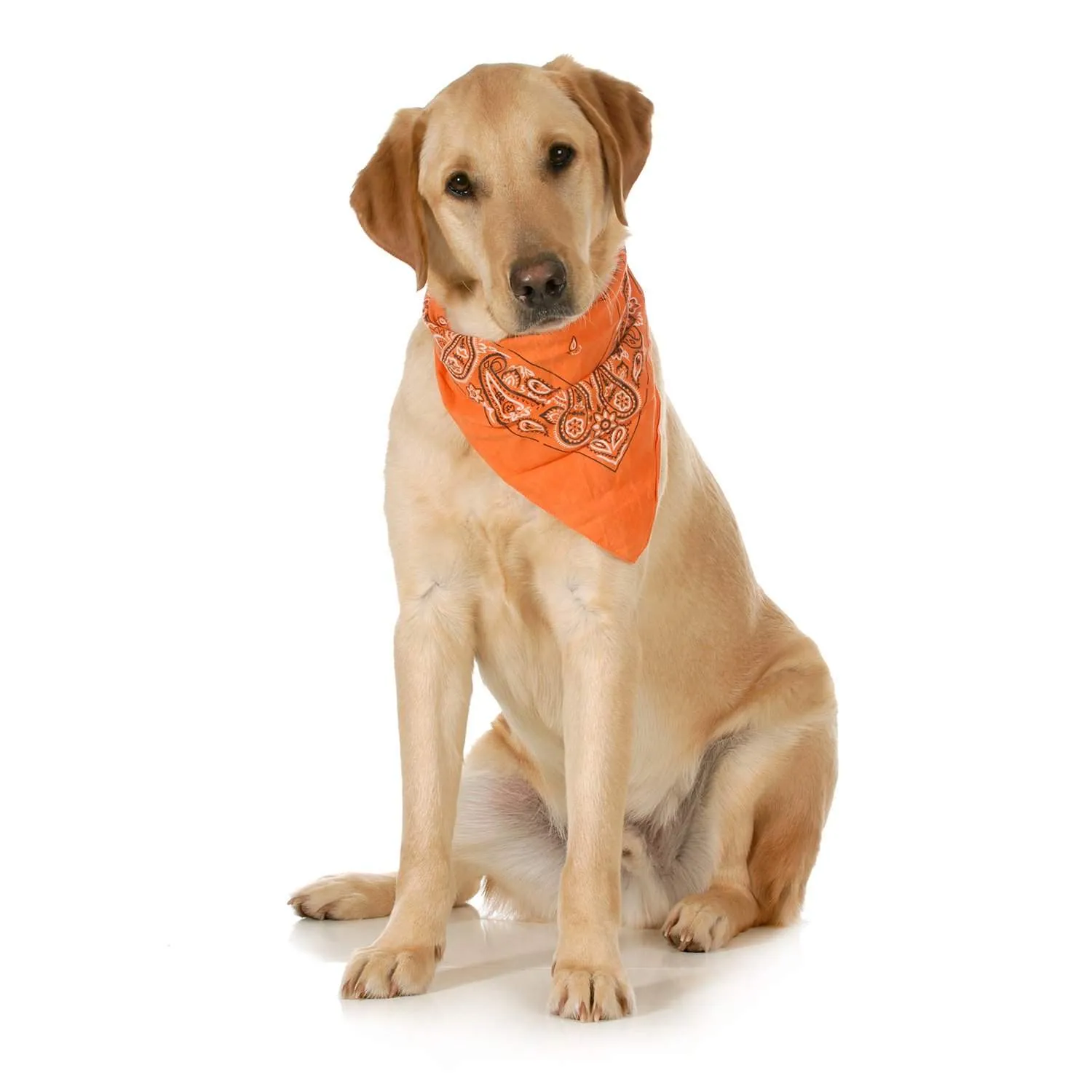 3-Pack Paisley Cotton Dog Scarf Triangle Bibs  - XL and Washable