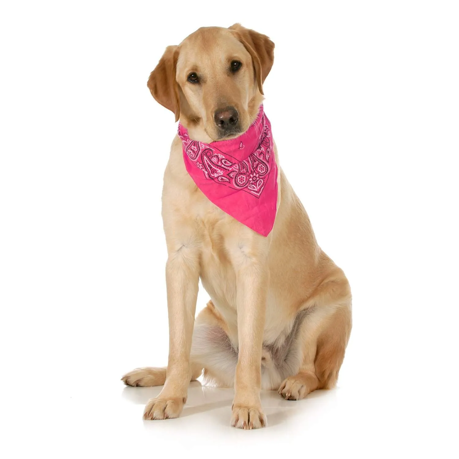 3-Pack Paisley Cotton Dog Scarf Triangle Bibs  - XL and Washable