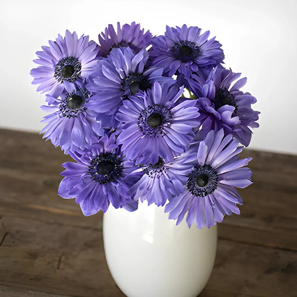 Delicate Blue Star Anemones