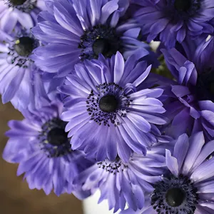 Delicate Blue Star Anemones