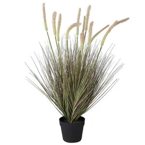 Enara Planter in Pot with Delicate Cattail – Excess Stock