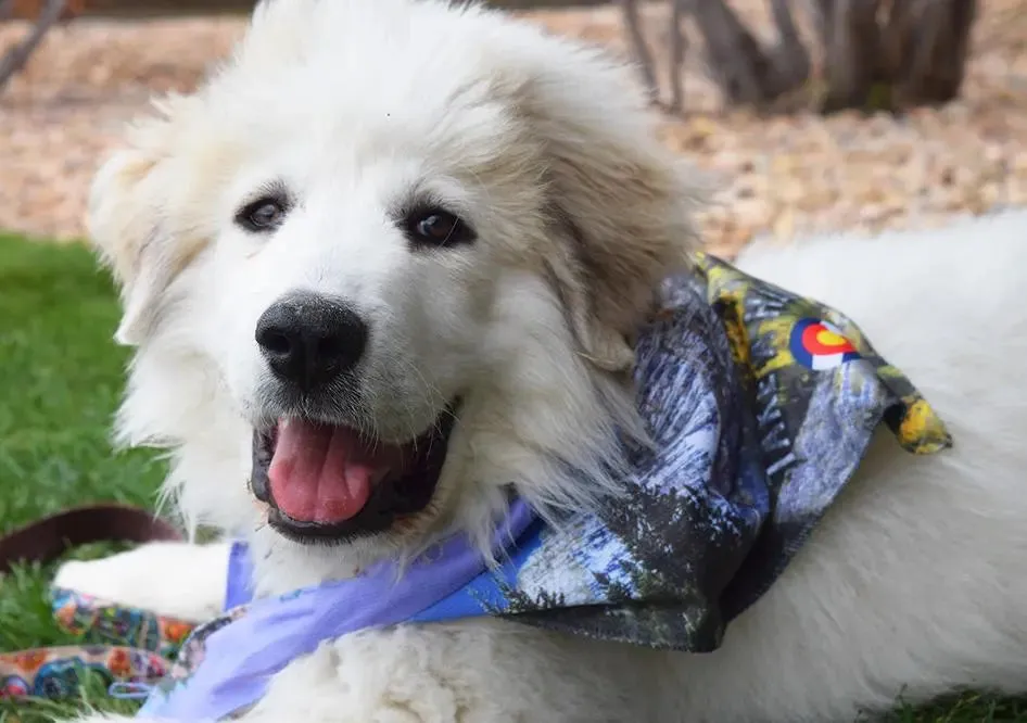 Sport Bandana